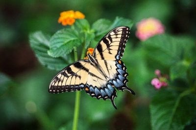 Monarch Butterfly