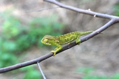 chameleon