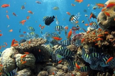 Fish in Aquarium